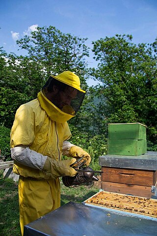 Api in Sicilia, dalla Regione oltre un milione di euro per gli apicoltori