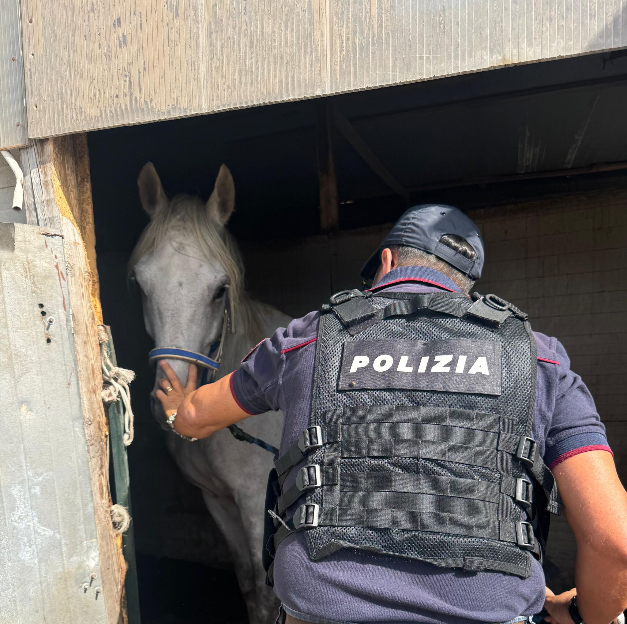Blitz a San Cristoforo, trovati cavalli in stalla abusiva e 300g di coca