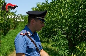 Ramacca, tra le piante nascondeva canapa indiana