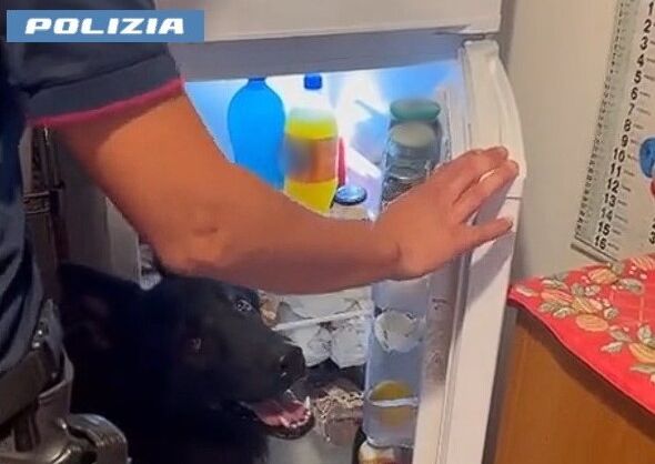 I CANI-POLIZIOTTO FIUTANO LA DROGA 1 Catania, 41enne arrestato: hashish nascosto nel frigorifero