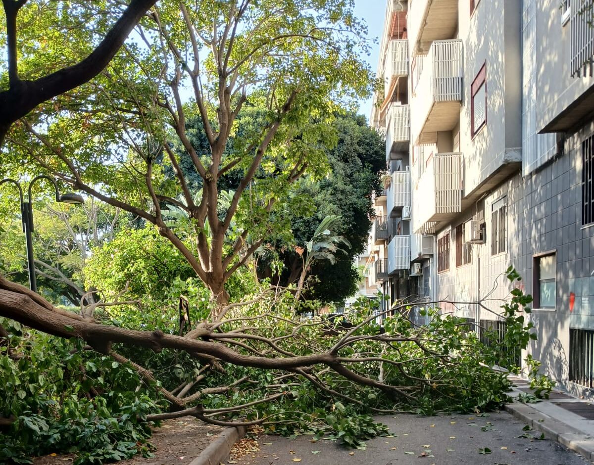 Cade ramo al parco Madre Teresa di Calcutta