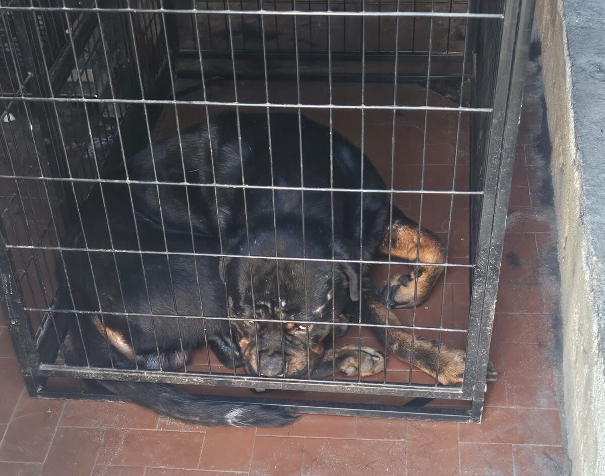 operazioni Polizia Locale Catania Catania, tre operazioni della Polizia Locale su ambiente e animali