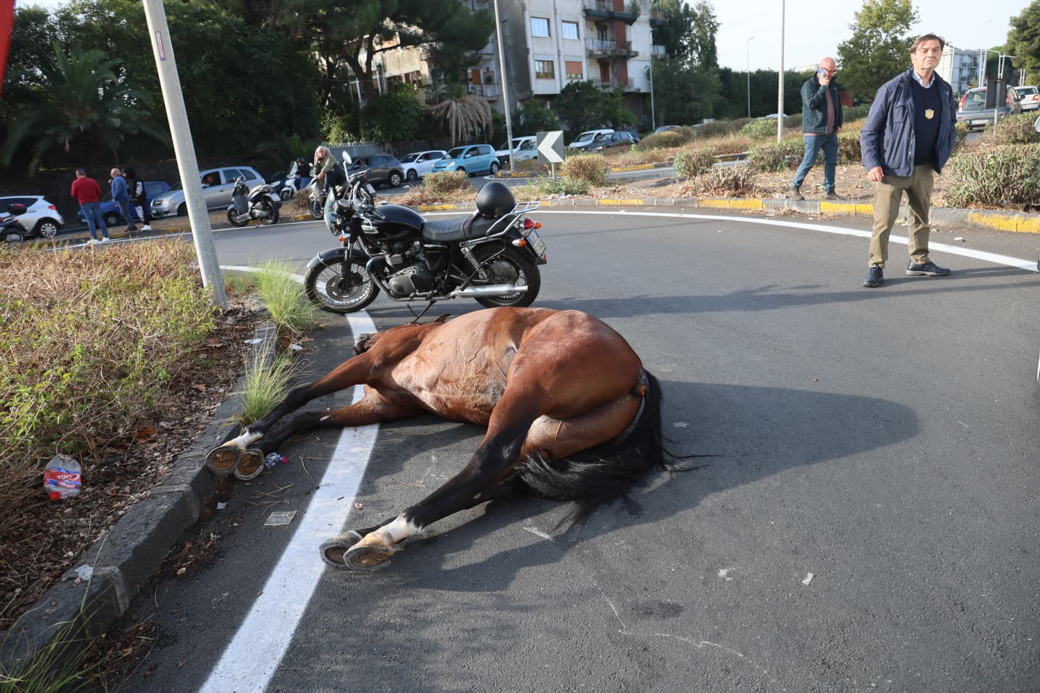 Cavallo morto in circonvallazione, probabile ictus
