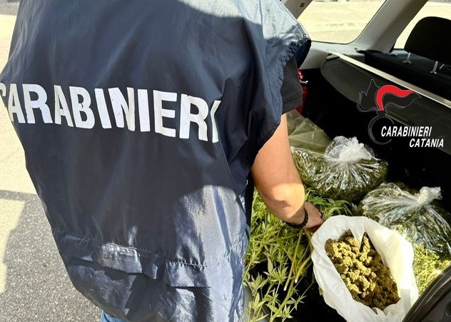Belpasso arrestata 40enne Belpasso, arrestata 40enne: coltivava marijuana per venderla