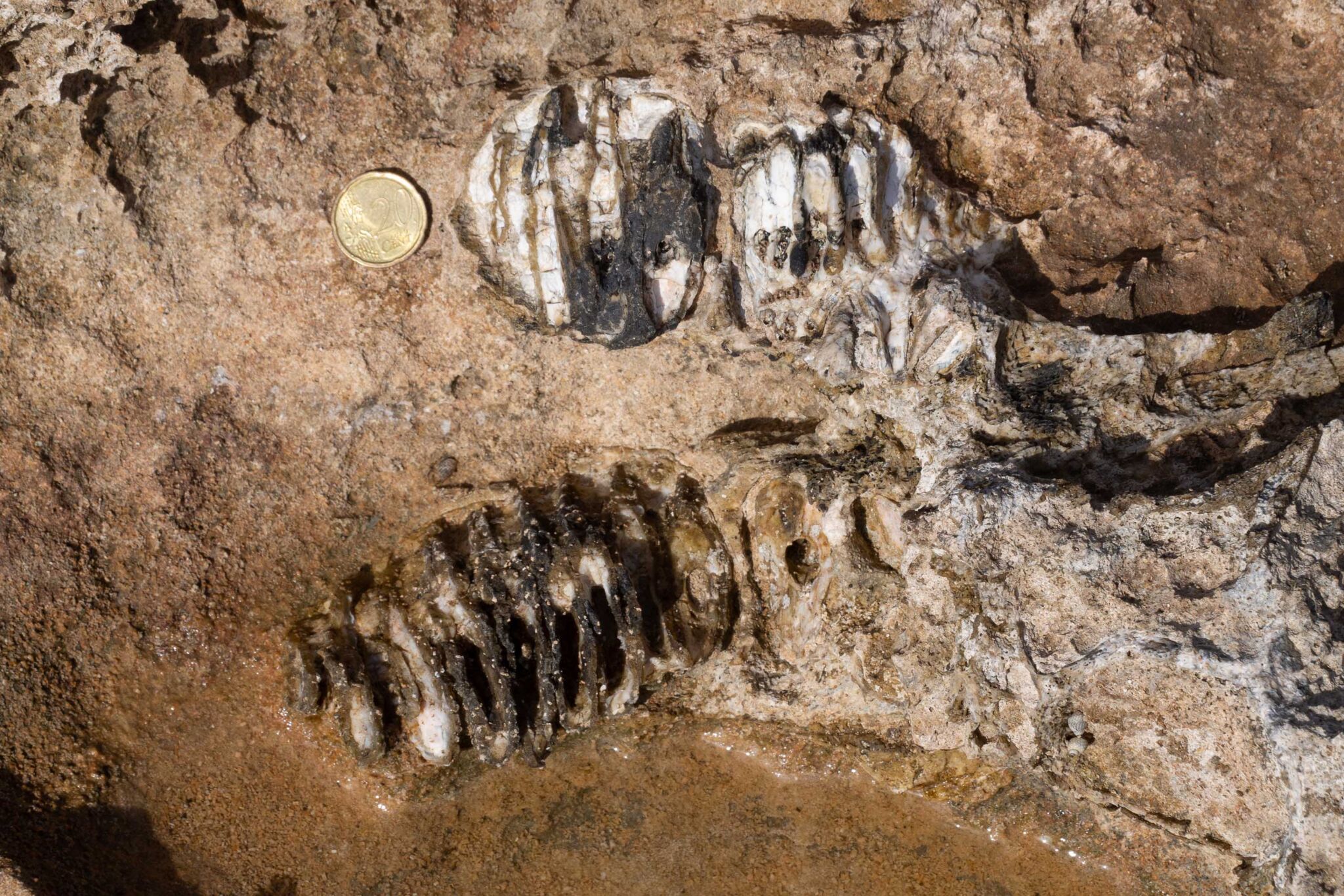 Molari di esemplare di P.mnaidriensis (foto Salvo Costanzo) Elefante nano del Pleistocene ritrovato a Fontane Bianche (Sr)