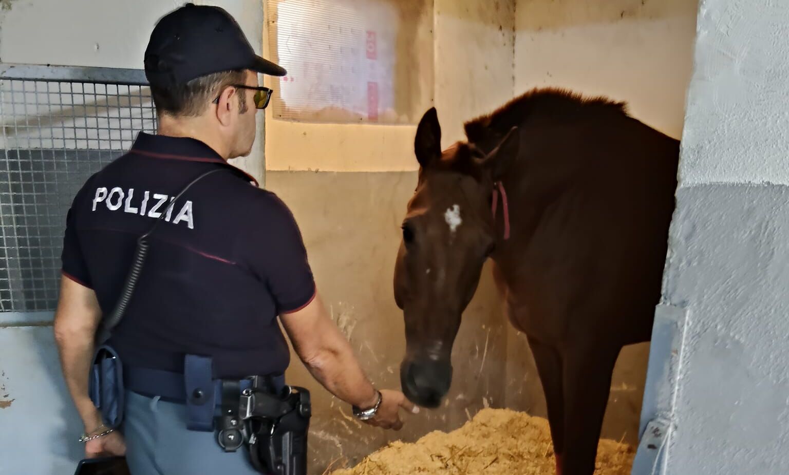 – SCOPERTA UNA STALLA ABUSIVA DALLA POLIZIA DI STATO 2 San Cristoforo, scoperta stalla abusiva