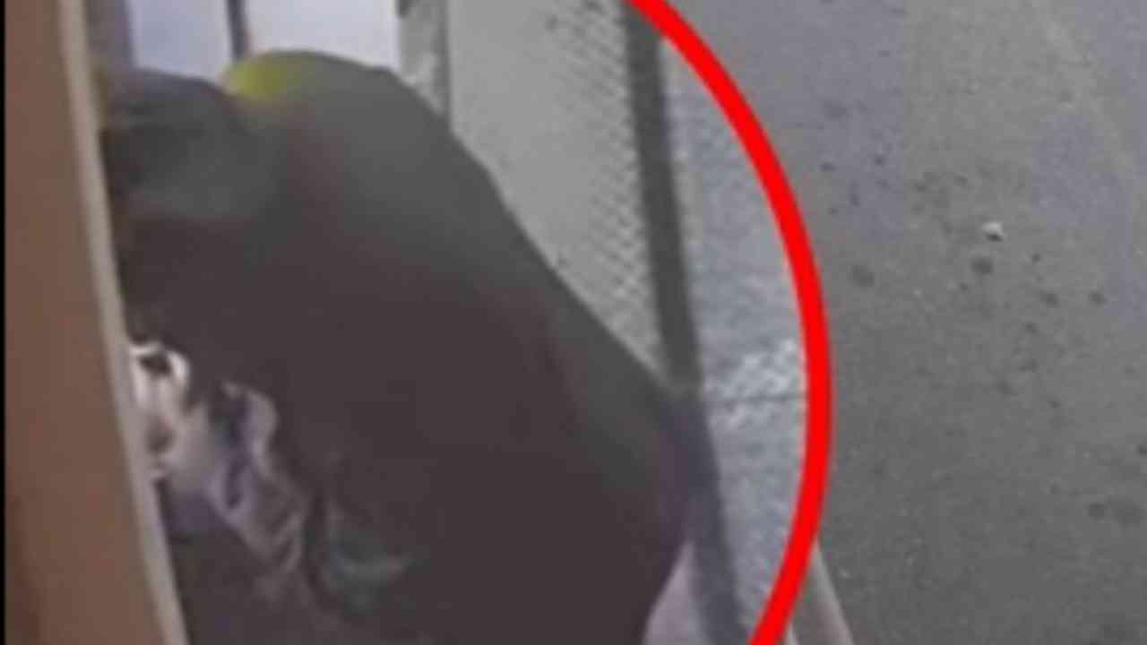 Fermato dai Carabinieri truffa anziana – 20260129 FreePressOnline Aveva trovato la sua gallina dalle uova d’oro: fermato dai Carabinieri