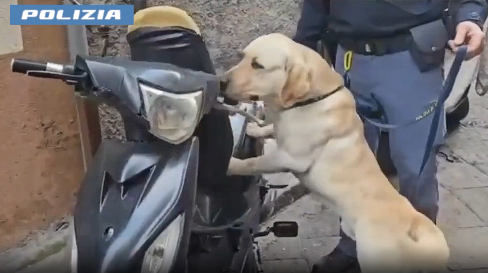 San Cristoforo: Polizia e cani sequestrano droga e armi