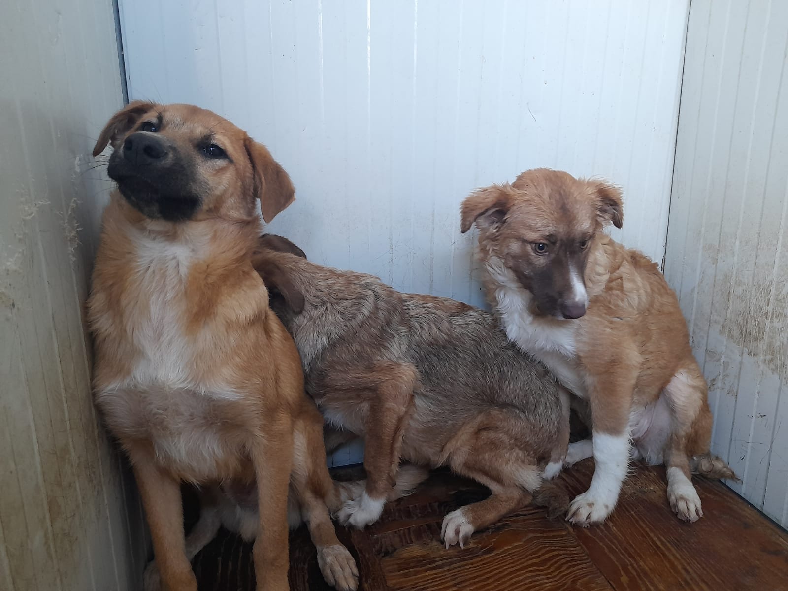 Tremestieri Etneo: diffida associazioni sul trasferimento cani