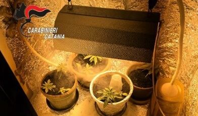 Catania, serra di cannabis in casa: denunciato