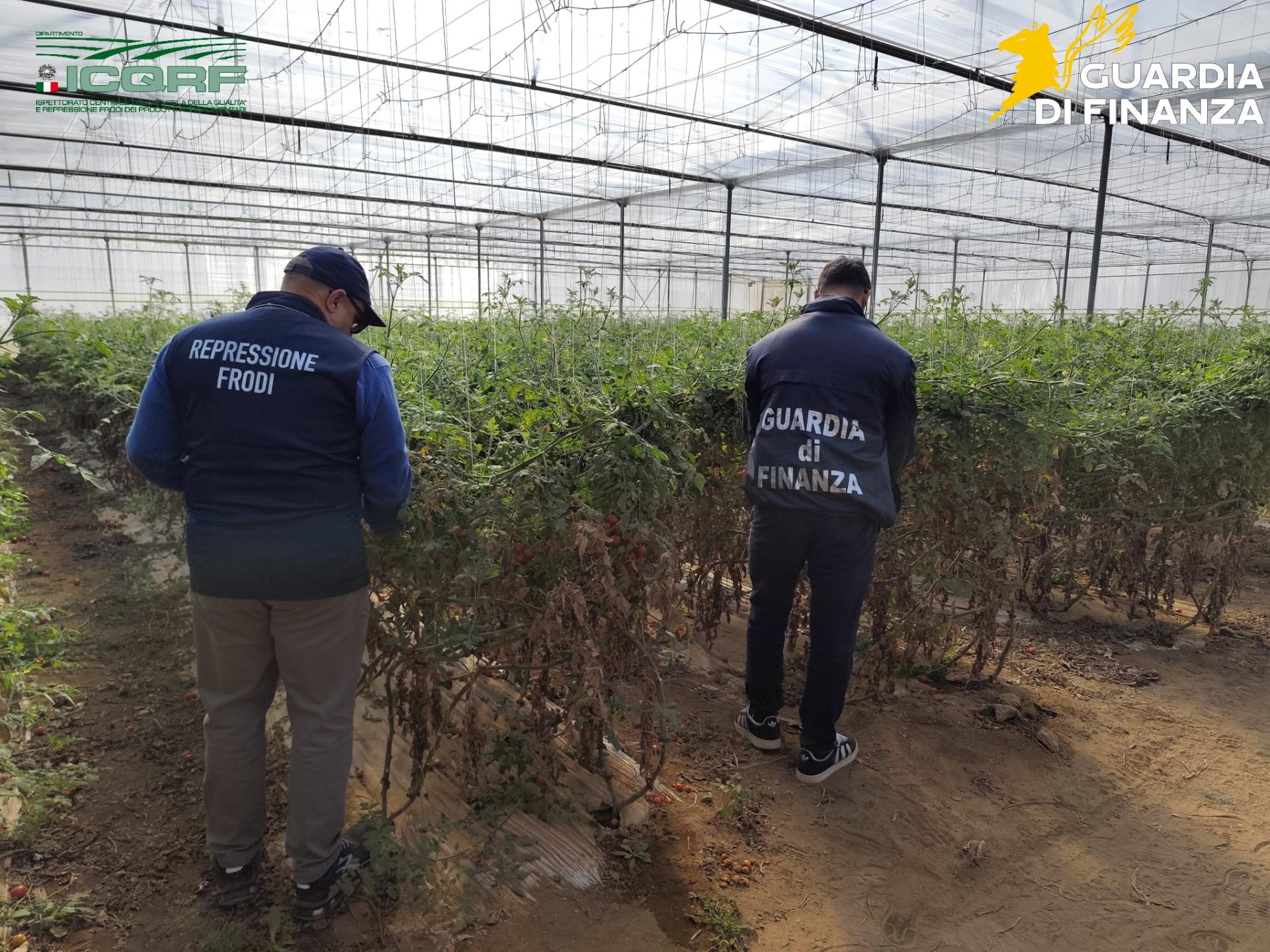 Ragusa, pomodori contraffatti: scoperta filiera illegale