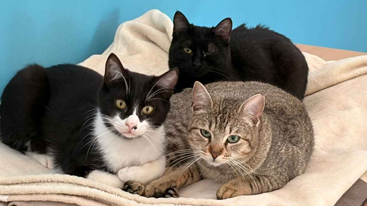 Associazioni animaliste esposto – 20260325 FreePressOnline Associazioni animaliste: pronto esposto su presunte irregolarità nella gestione di donazioni e tutela degli animali