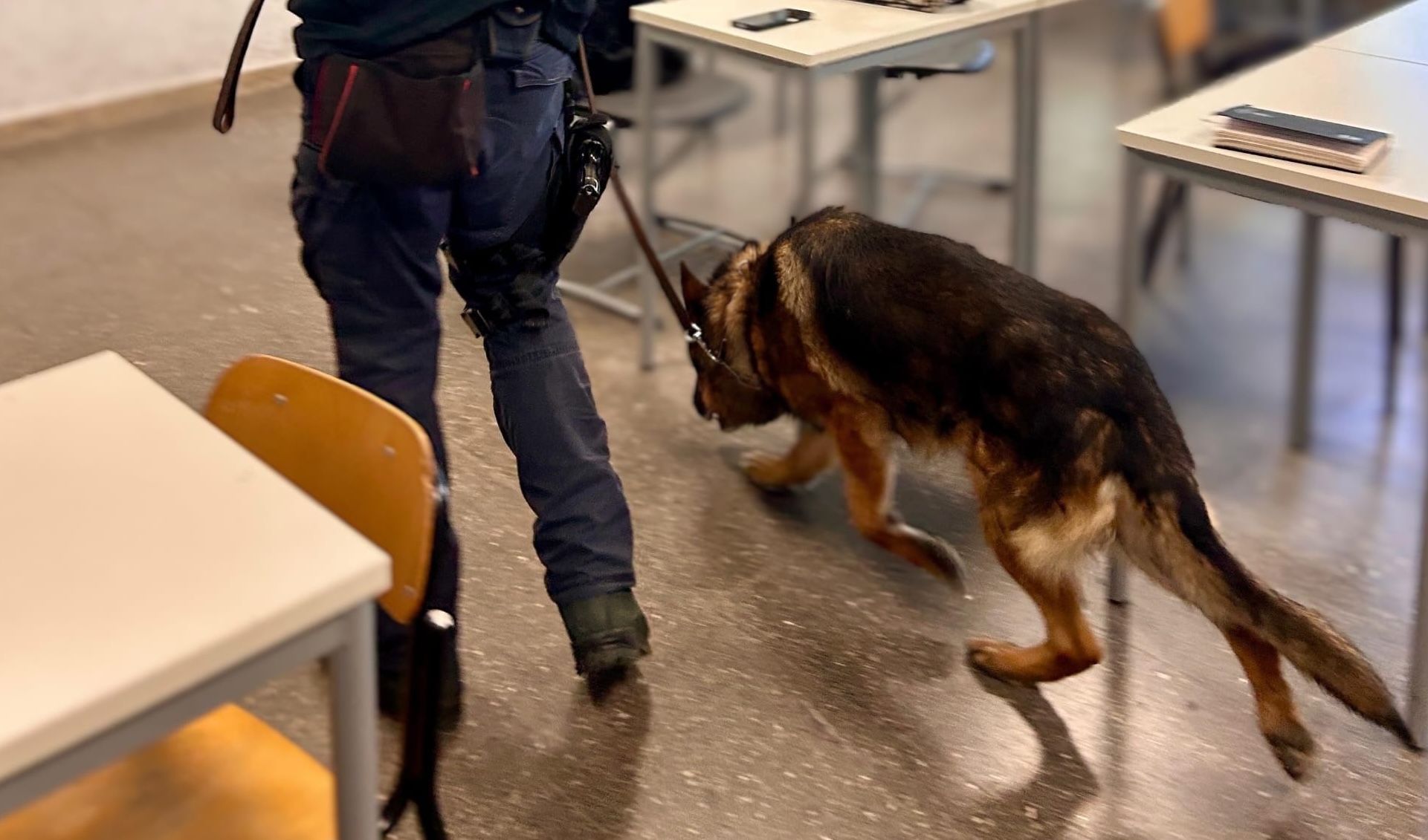 CANE KING Belpasso, controlli antidroga in due istituti