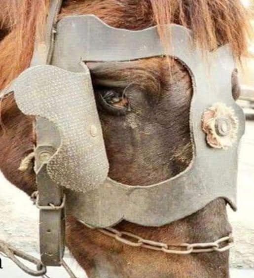 Cavalli animali d’affezione, scontro sulla proposta di legge