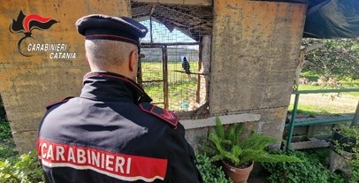 Camporotondo Etneo: animali protetti senza certificati