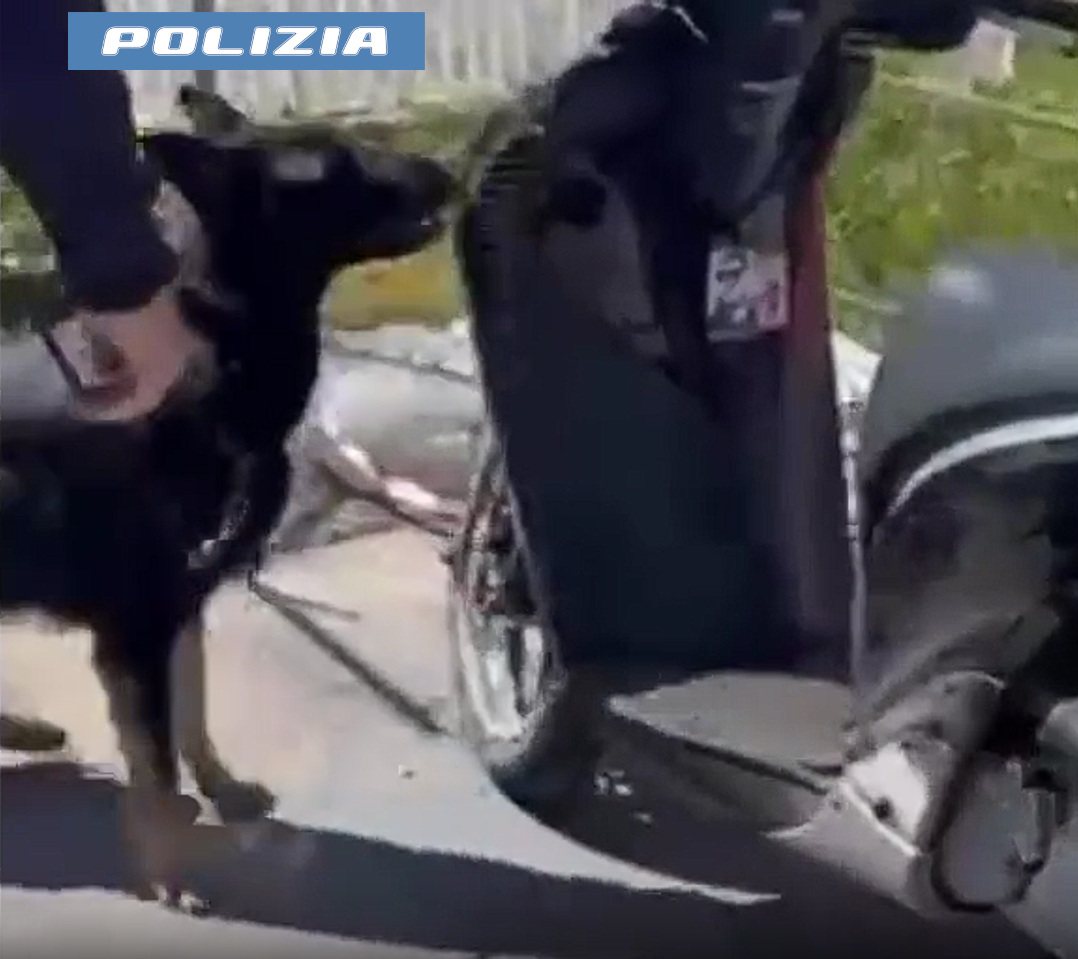 – “BRISKA” FIUTA LA DROGA NELLO SCOOTER 28ENNE TROVATO CON 200 GRAMMI DI MARIJUANA E HASHISH. ARRESTATO DALLA POLIZIA DI STATO 2 Catania, Briska fiuta droga: arrestato 28enne