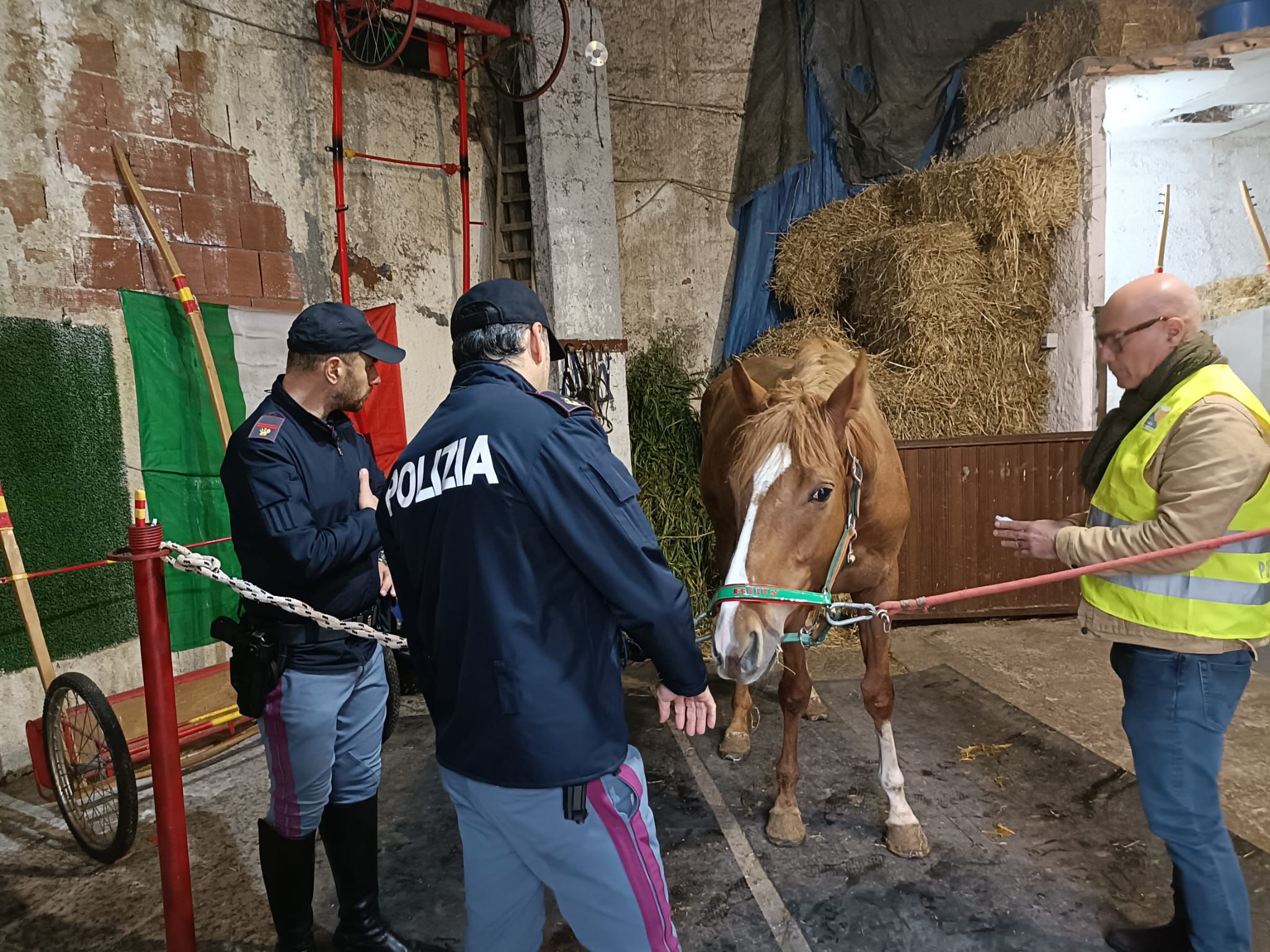 Controlli della Polizia a Catania: cavalli salvati da maltrattamenti