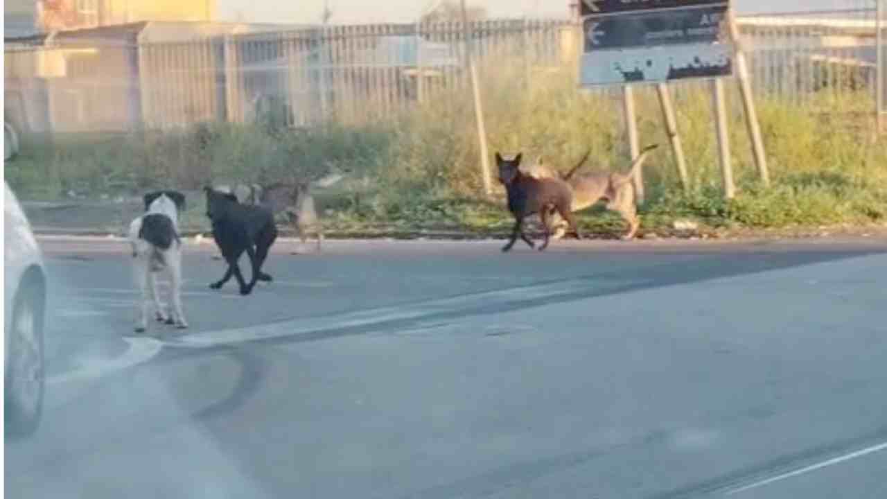 Zona industriale di Catania, l’emergenza è un altra, Tringale: «Non sono un pericolo»
