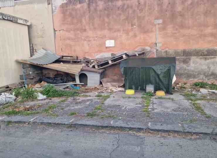 Cani alla Zona Industriale - FreePressOnline