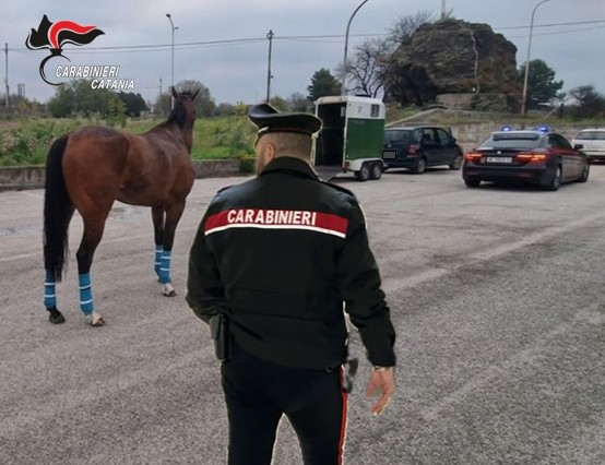 Foto Camporotondo Cavallo al galoppo in strada: quattro denunciati