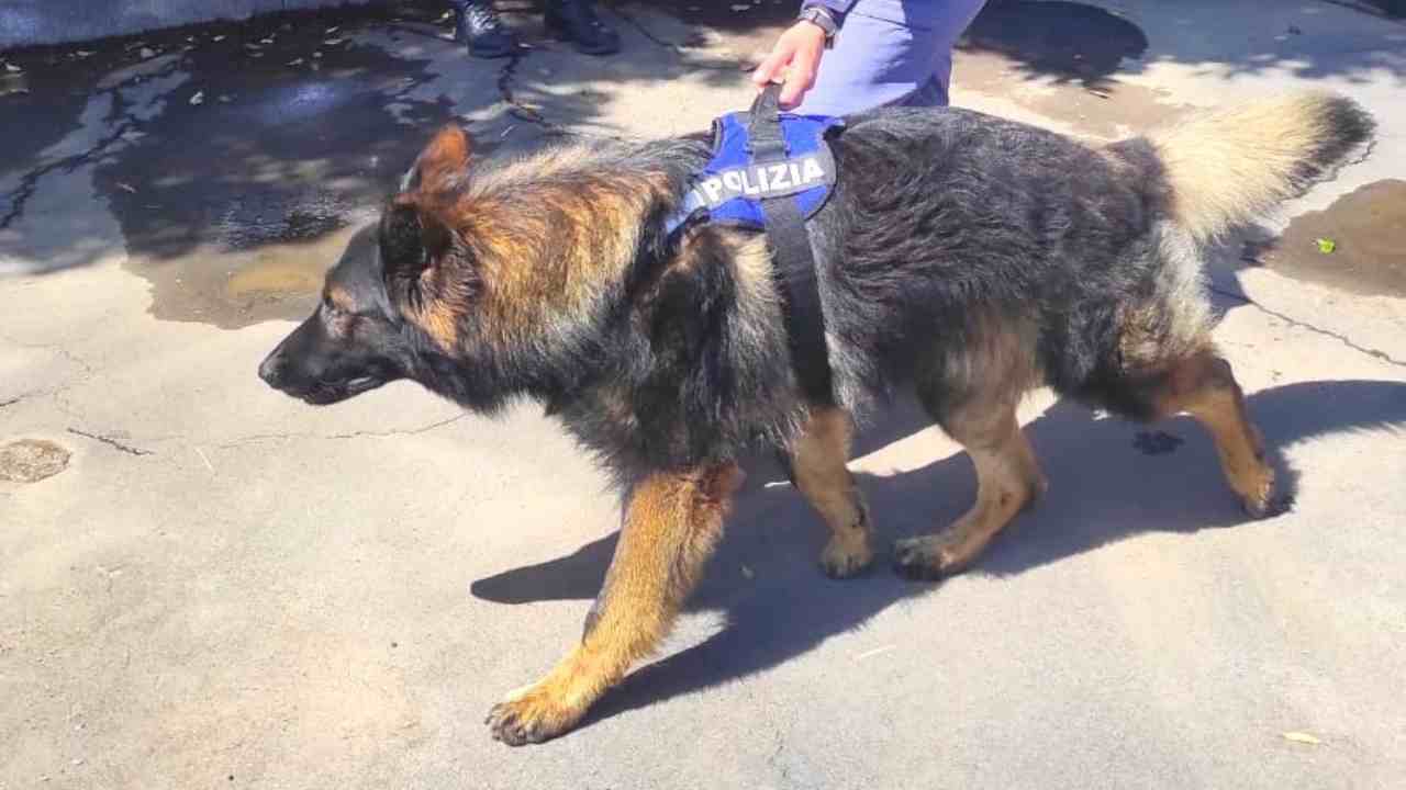 In auto con decine di dosi di hashish e marijuana: arrestato dalla Polizia