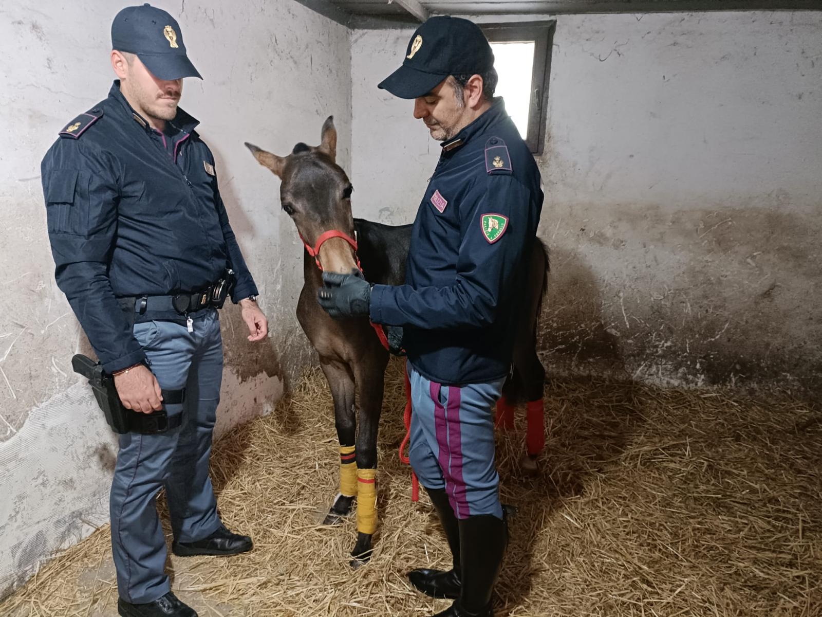 Stalla abusiva scoperta a Catania, cavallo sequestrato