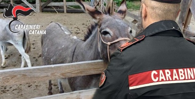 Asini rubati, recuperati a Piedimonte Etneo