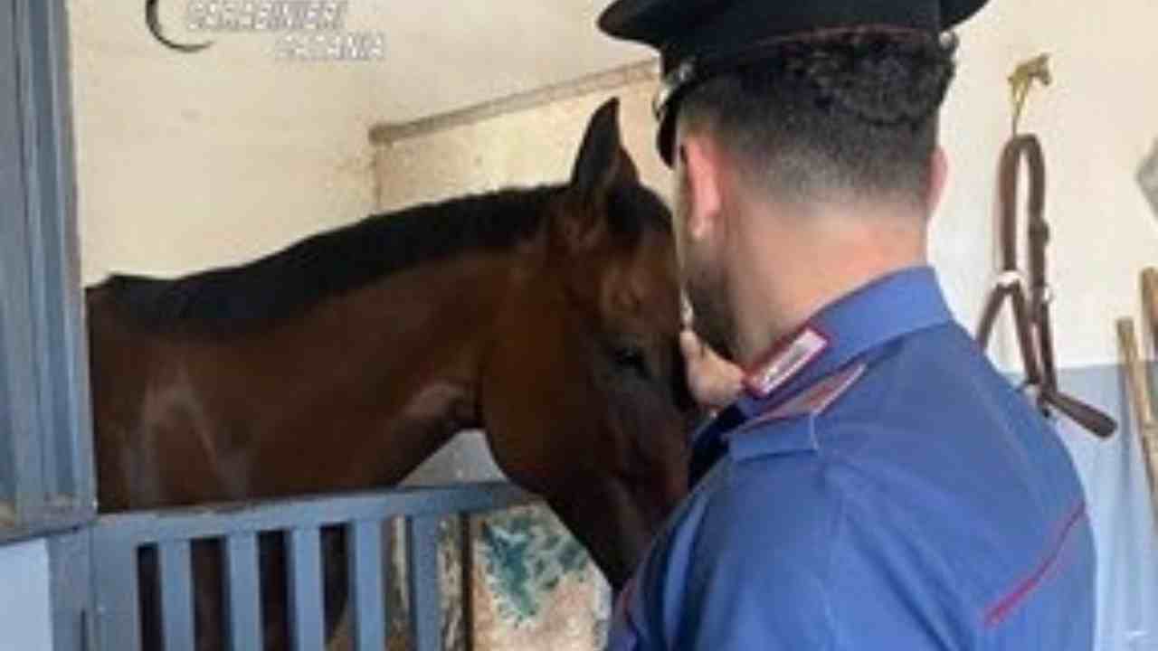 Irregolarità cavalli librino catanua – 20260525 FreePressOnline Catania, quartiere “Librino”: i Carabinieri rilevano irregolarità in un allevamento di cavalli