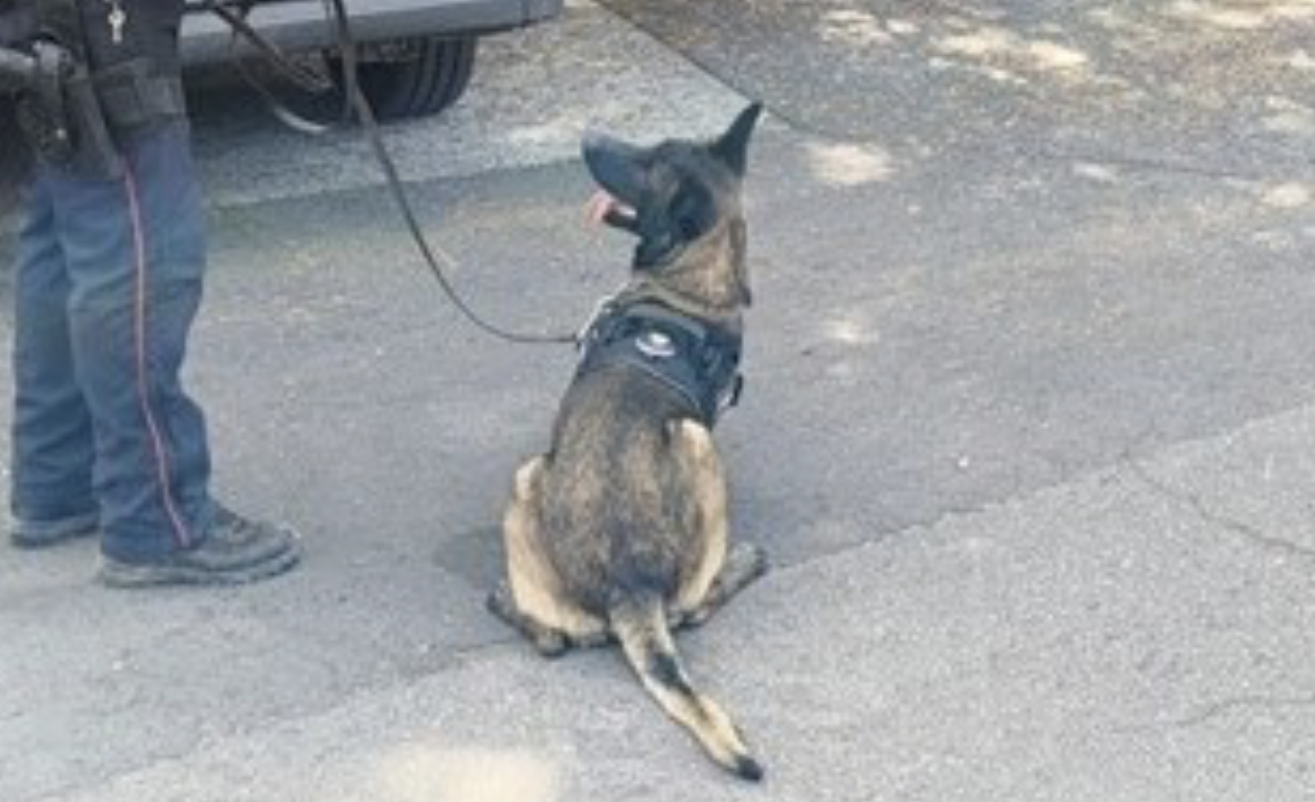 Marijuana e bilancino nascosti in casa, denunciato a Paternò