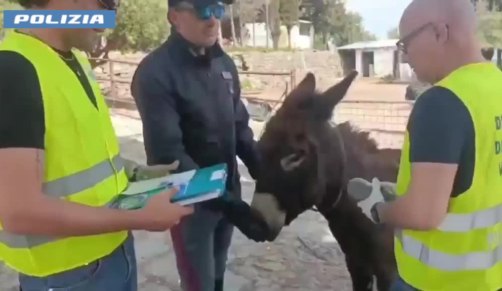 Polizia scopre fattoria abusiva