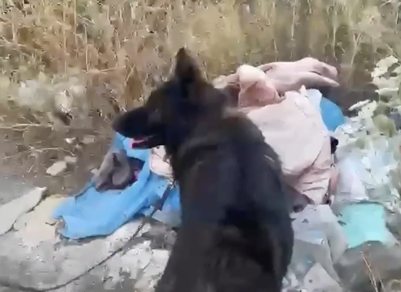 Via capo passero Ares trova la droga tra i rifiuti di via Capo Passero
