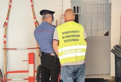 Librino, controlli sulle stalle irregolari: multa da 6.500 euro