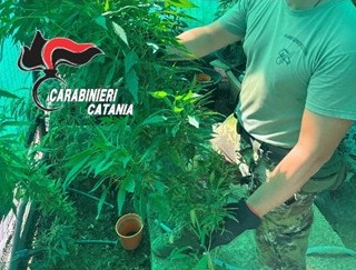 Serra di cannabis scoperta a Paternò: denunciato un 50enne