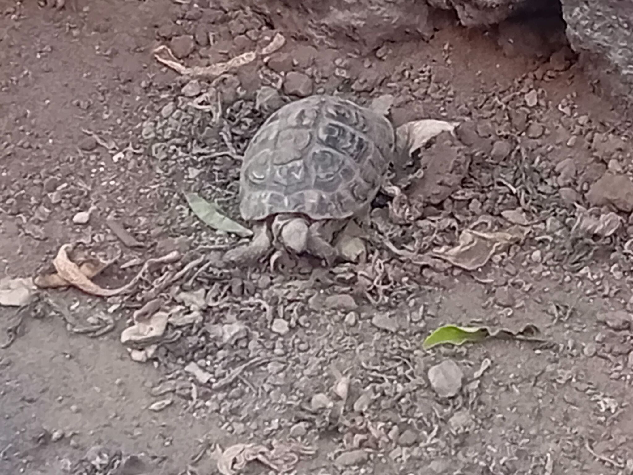 Tartaruga morta Tartaruga morta e abbandonata sul marciapiede