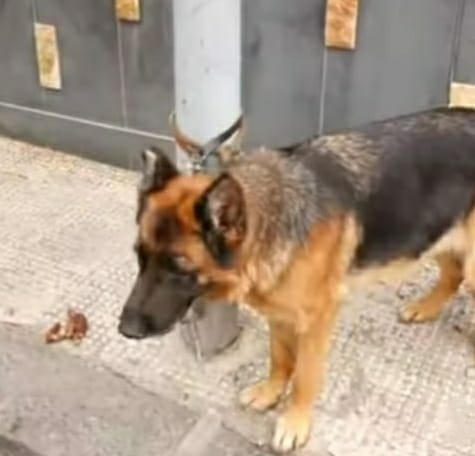 Pastore tedesco abbandonato e legato a un palo ad Adrano
