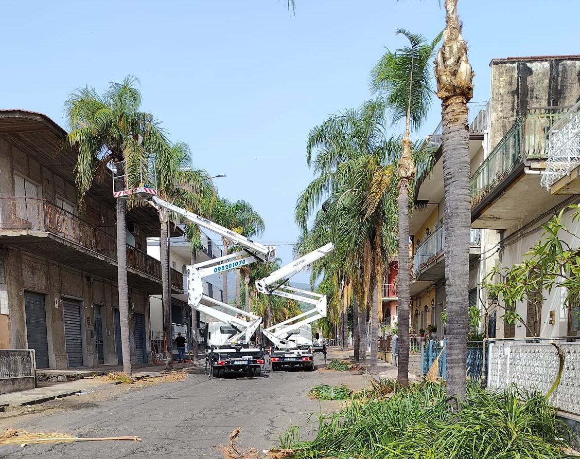 Interventi palme 2 Fiumefreddo, potatura e messa in sicurezza a Corso Bellini