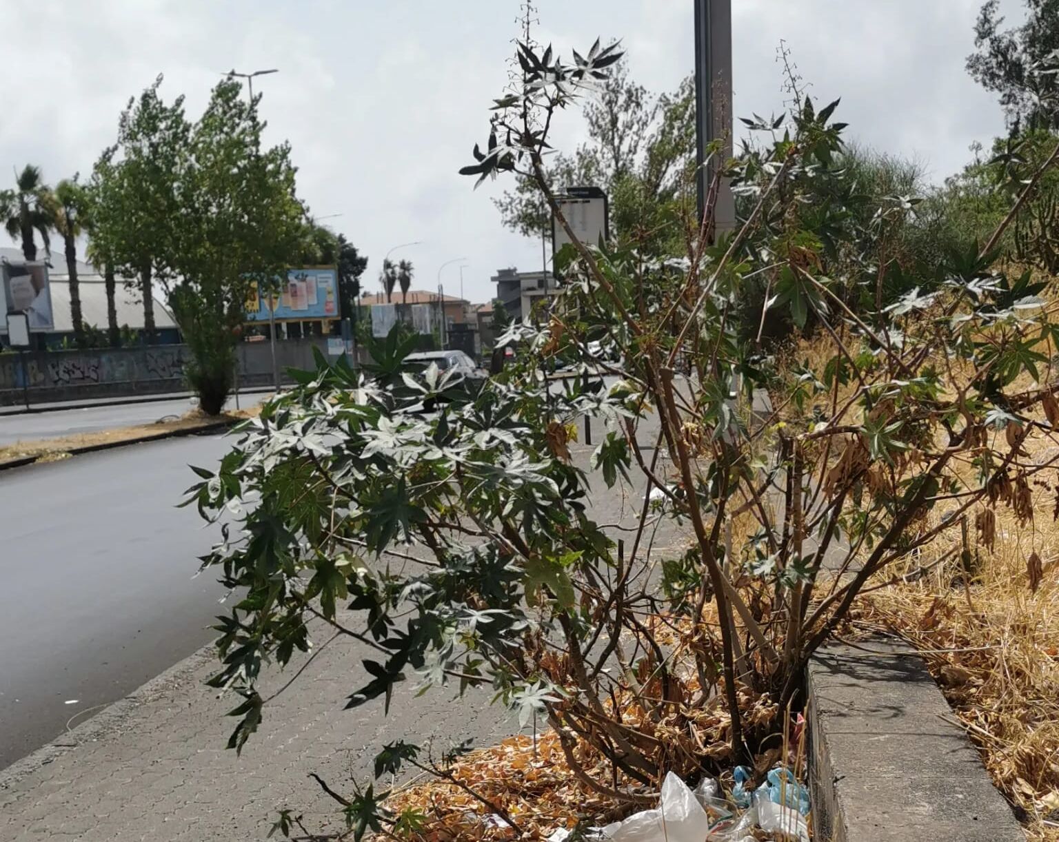 degrado via guido la malfa Alberi invadono il marciapiede in via Ugo La Malfa