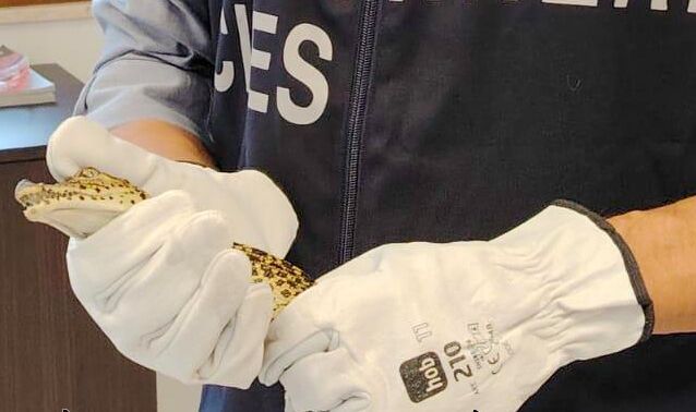 Deteneva 2 coccodrilli cubani, una pistola e della droga