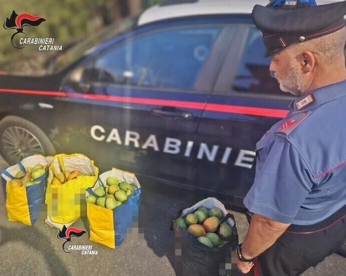 Sorpresi con 90 chili di mango appena rubati
