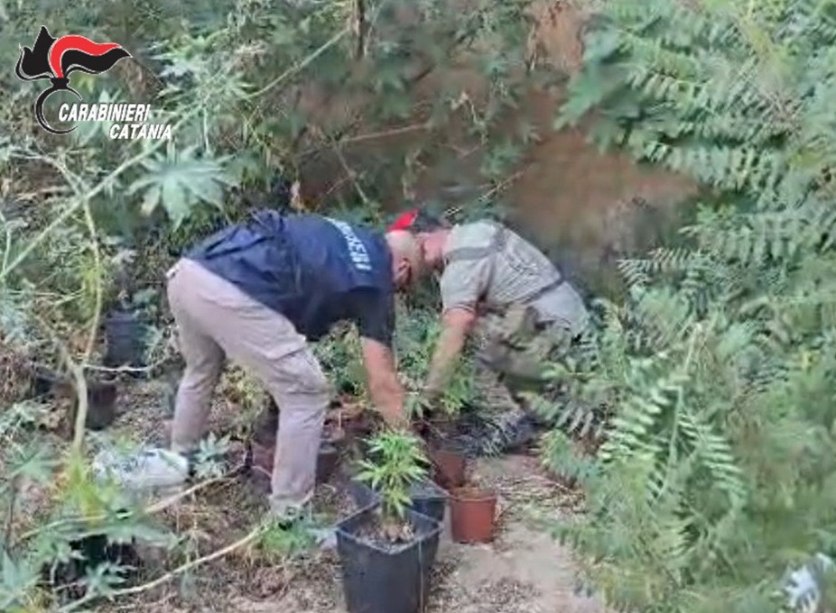 Foto Palagonia (CT) Palagonia, 25 piante di cannabis nascoste dietro casa