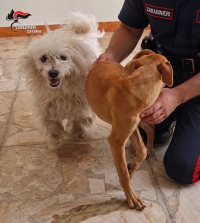 Due cani chiusi in un appartamento disabitato: tre denunciati