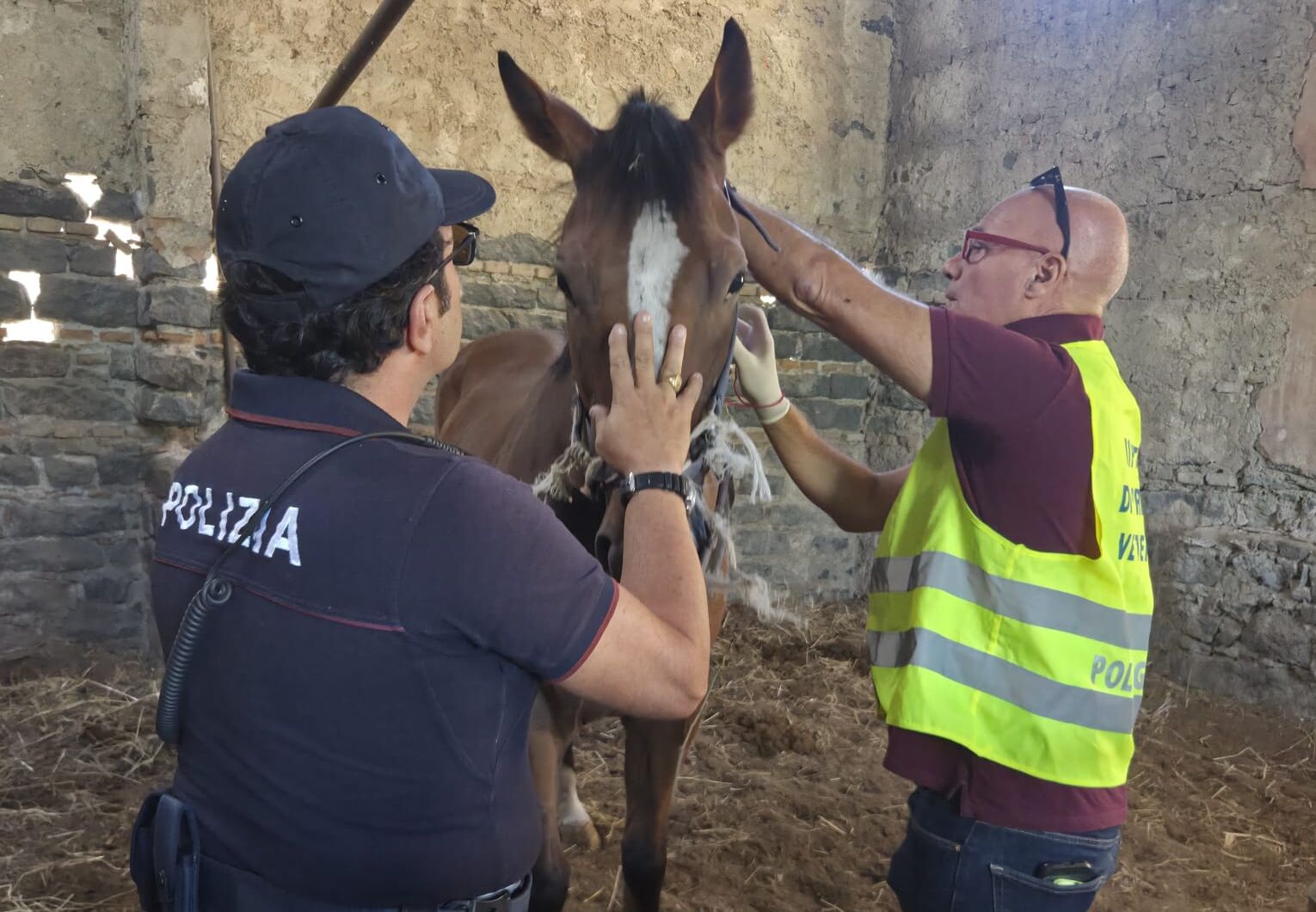 San Francesco La Rena, scoperta stalla abusiva con quattro cavalli