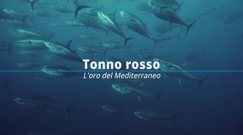 foto tonno rosso l’oro del mediterraneo Marzamemi CineFest, tra mare e sostenibilità, pesca e gastronomia al centro della giornata