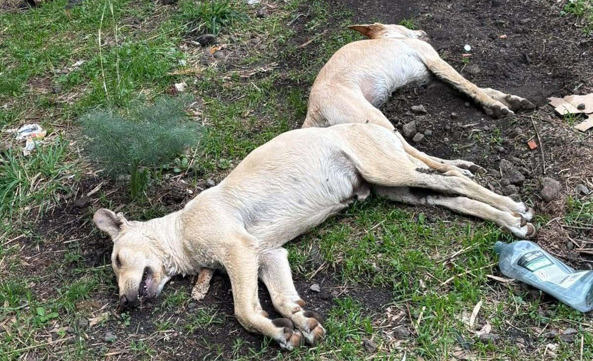 857845491_29912387698367026_612768165087791732_n Strage di cani a Trecastagni, avvelenati in sette