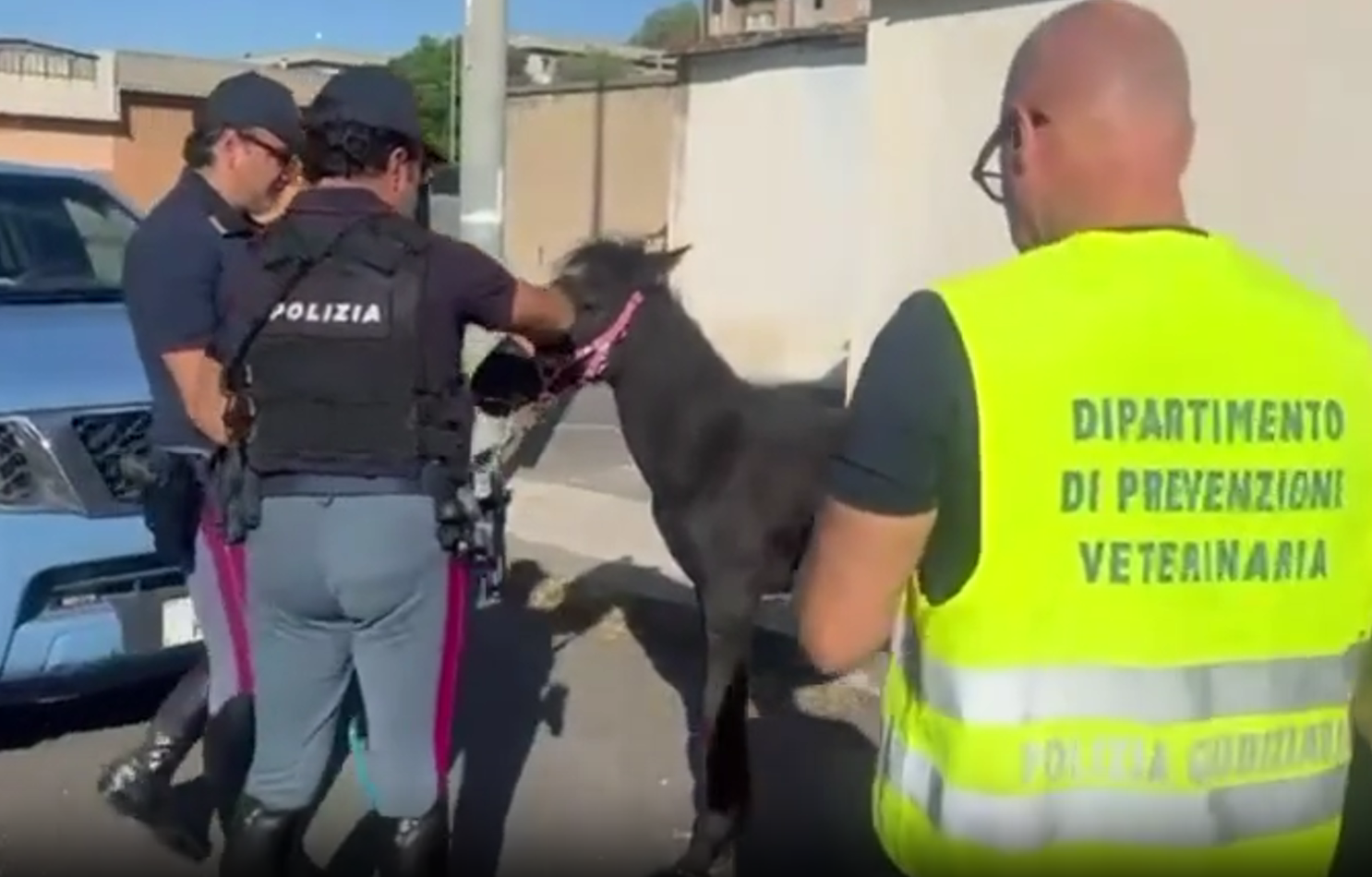 BLITZ DELLA POLIZIA DI STATO IN UNA STALLA ABUSIVA SALVATO DAI POLIZIOTTI DELLA QUESTURA DI CATANIA UN CAVALLO TENUTO SENZA ACQUA E CIBO (1) Villaggio Sant’Agata, cavallo in una stalla abusiva