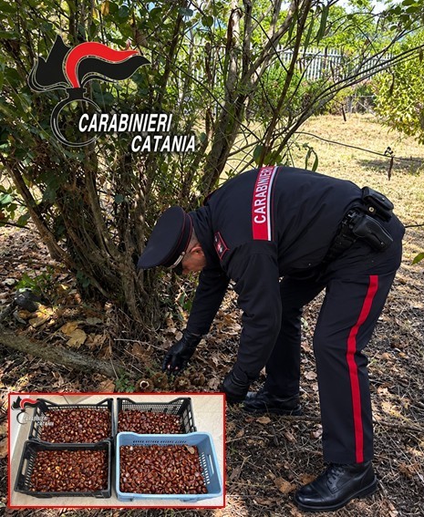 Foto Adrano Adrano, rubano 70 chili di castagne: arrestati tre uomini