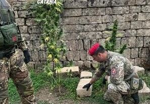 Foto Militello in Val di Catania (CT) Militello, marijuana nascosta tra gli ulivi: denunciato 54enne