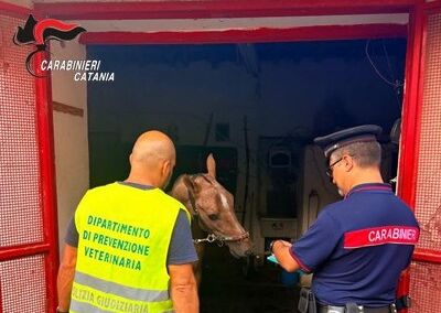 Foto Stalla S.Cristoforo San Cristoforo, scoperta stalla abusiva con due cavalli