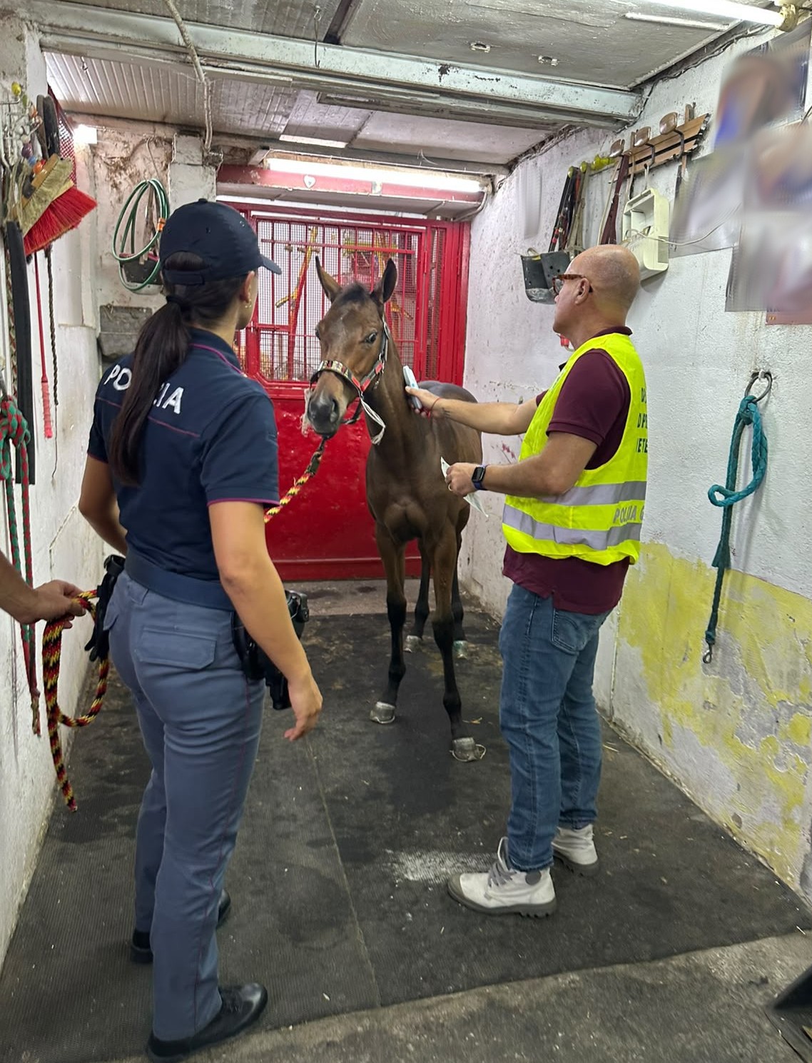 IMMEDIATO INTERVENTO DELLA POLIZIA DI STATO PER CONTRASTARE UNA CORSA CLANDESTINA DI CAVALLI SVOLTASI A PALAGONIA Palagonia, corsa clandestina di cavalli: cinque denunciati e puledro salvato