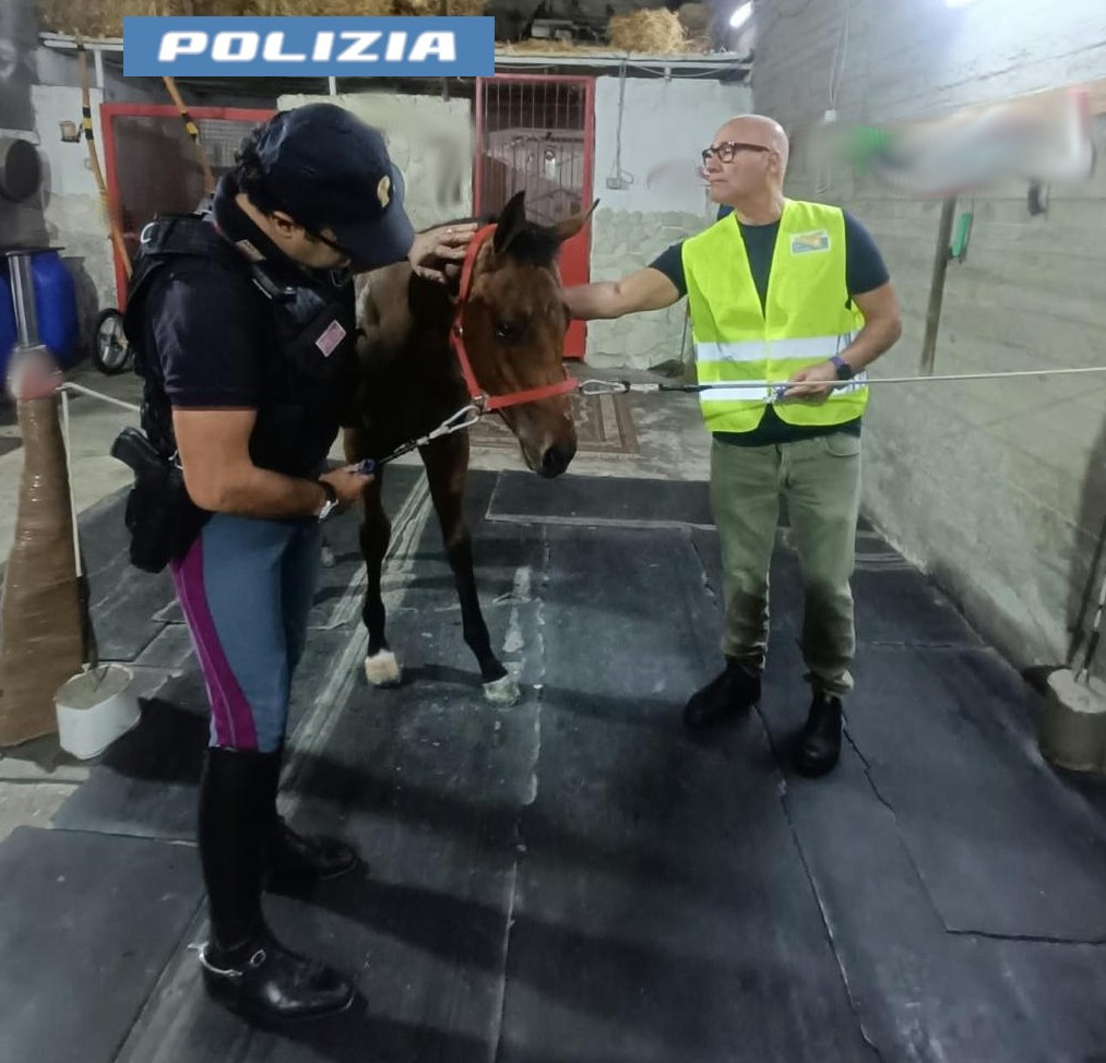 LA POLIZIA DI STATO HA INDIVIDUATO ANCHE IL SECONDO CAVALLO IMPIEGATO PER LA GARA LUNGO LE STRADE DI PALAGONIA E HA DENUNCIATO IL PROPRIETARIO (2) Corsa clandestina a Palagonia, trovato il secondo cavallo